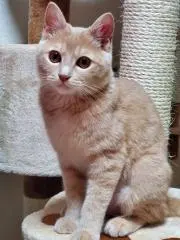ますちゃん
