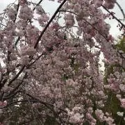 ホークの画像