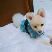 かひな