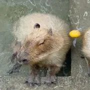 どらやき