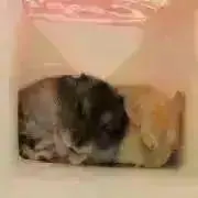 KIROKO工房✳︎ご購入の前プロフ確認の画像