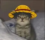 ボンちゃんの画像