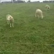 bbの画像