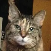 Image of マコト