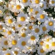 花の画像