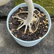 ふぃろの画像