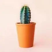 さぼてん
