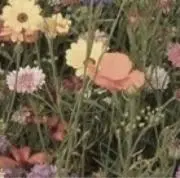 ♡の画像