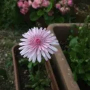 八重
