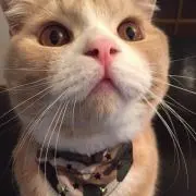 ふくの画像