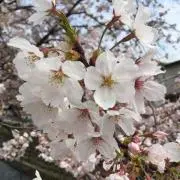 ucoの画像