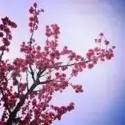 SAKURA SHOPの画像