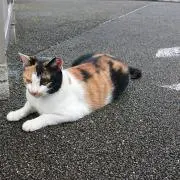 メア