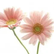 gerberaの画像