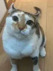 シャルの画像