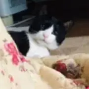 もの画像