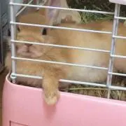 purinの画像