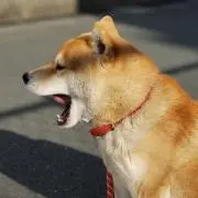 柴犬さん