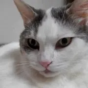 おまめ