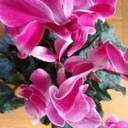 遊花　　おまとめ取引　金額記入不可