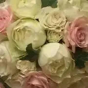 みーの画像