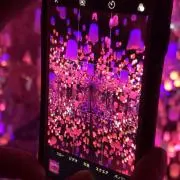 キキの画像