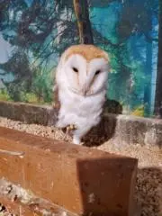 ねこぱんの画像