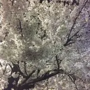 Shin   shinの画像