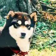 こたろうの画像
