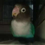 カナナイトの画像