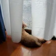 しんち