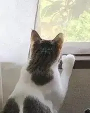 にゃるの画像