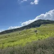 いの画像