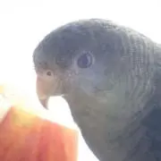 さくひなの画像