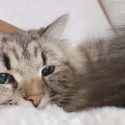 ぞんびの画像