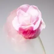✳︎K✳︎の画像