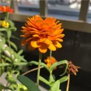 kakaの画像