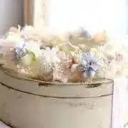 ankuruの画像