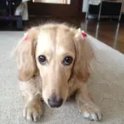 のり