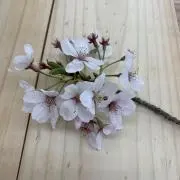 じりの画像