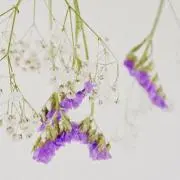 きなこの画像