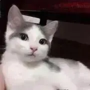 applepiの画像