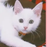 うさ