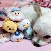 ゆま