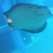 はるママ。閉店ガラガラ