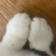 ねこの画像