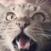 にゃー◎