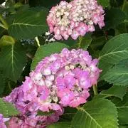 紫陽花　銀金具LOVE