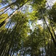 Greenleavesの画像