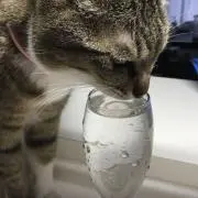 ゆっこの画像